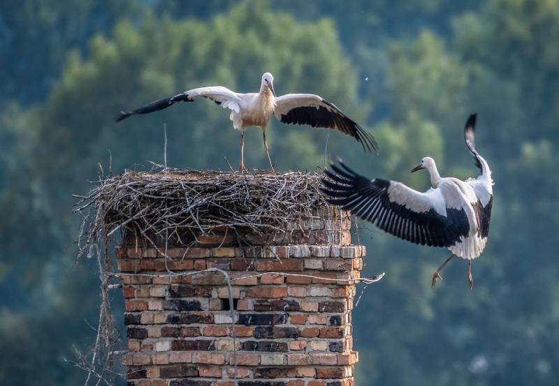 Professional Chimney Animal Removal Services in Framingham, Massachusetts