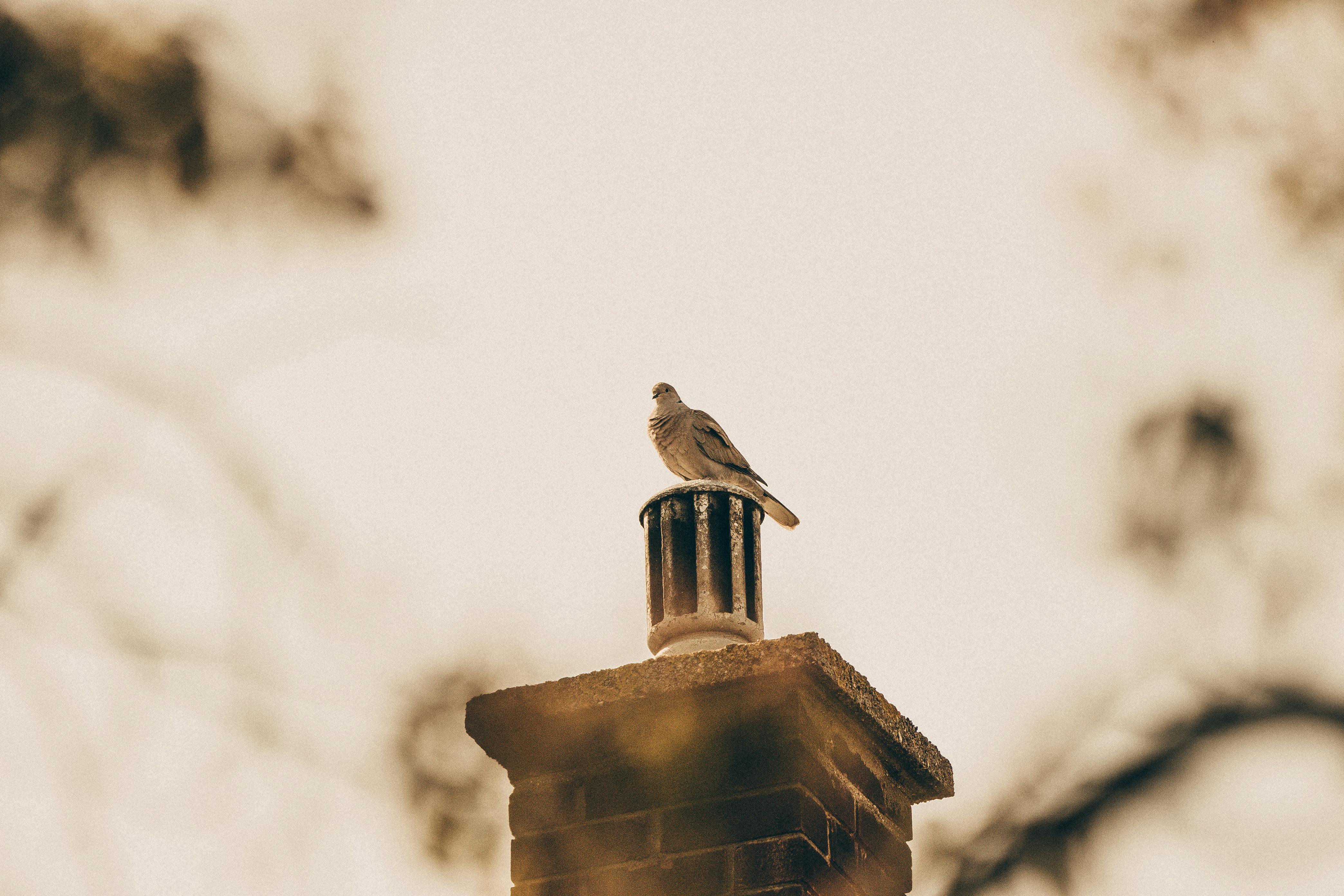 Expert Chimney Cap Installation in Framingham, Massachusetts
